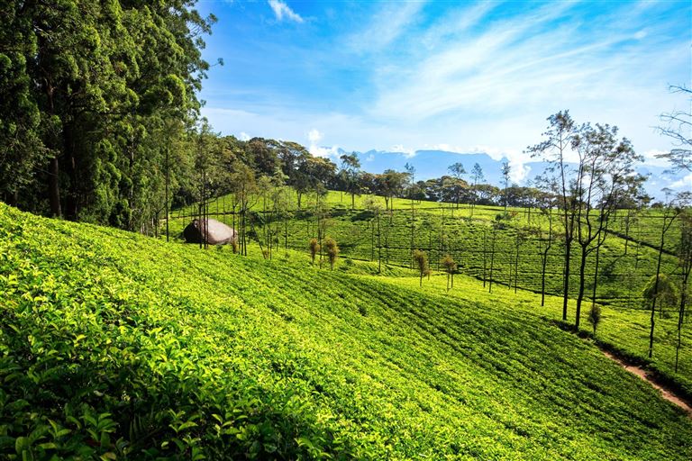 Tempel, Tee & Traditionen  ©Travel Sri Lanka /adobestock
